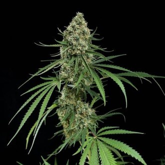 Critical+ (Dinafem) feminized