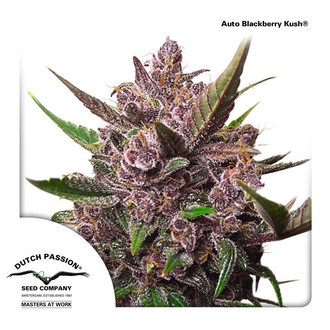 Auto Blackberry Kush (Dutch Passion) feminized