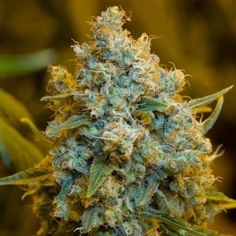 Critical Jack (Silent Seeds) feminized
