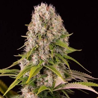 Diesel (Dinafem) feminized