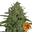 Triple Cheese (Barney's Farm) feminized