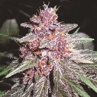 Violeta (ACE Seeds) feminized