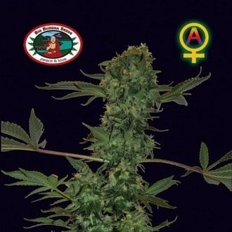 Big Buddha Cheese Automatic (Big Buddha Seeds) feminized