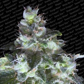 Original White Widow (Paradise Seeds) feminized