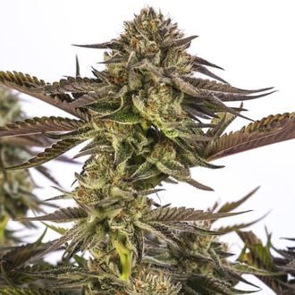 Zombie Kush (Ripper Seeds) feminized