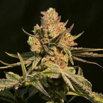 Washing Machine (Ripper Seeds) feminized