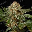 OG Kush (Silent Seeds) feminized