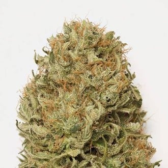 Blue Dream Auto (Humboldt Seed Organization) feminized