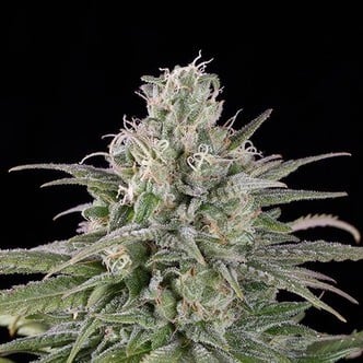 UK Cheese Auto (Humboldt Seeds) feminized