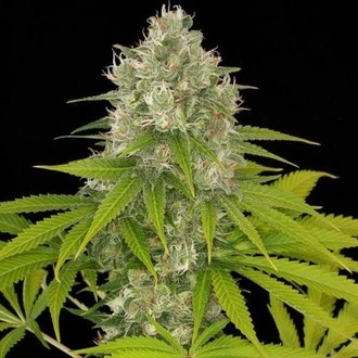 Power Kush (Dinafem) feminized