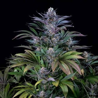 Super Silver (Dinafem) feminized