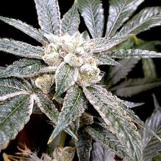 El Fuego (Grow Your Own Collection) feminized
