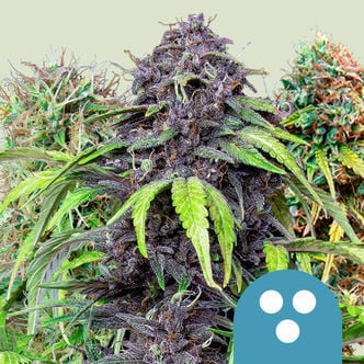 CBD Mix (Royal Queen Seeds) feminized