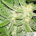 Auto Think Different (Dutch Passion) feminized