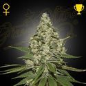 Super Lemon Haze Autoflowering (Greenhouse Seeds) feminized