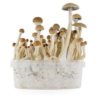 Paddo Grow Kit Fresh Mushrooms 'B+'