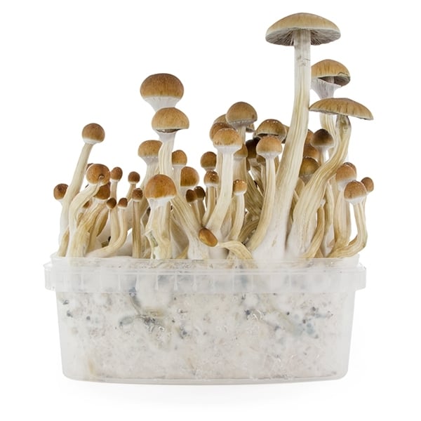 Paddo Grow Kit Zamnesia SUPREME 'B+'
