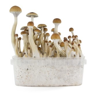 Paddo Grow Kit Zamnesia SUPREME 'B+'