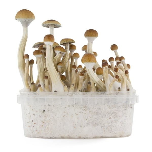 Paddo Grow Kit Zamnesia SUPREME 'B+'