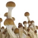 Paddo Grow Kit Fresh Mushrooms 'B+'