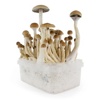 Paddo Grow Kit Fresh Mushrooms 'B+'