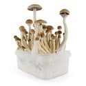 Paddo Grow Kit Fresh Mushrooms 'B+'