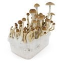 Paddo Grow Kit Fresh Mushrooms 'B+'