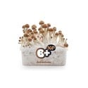 Paddo Grow Kit Fresh Mushrooms 'B+'