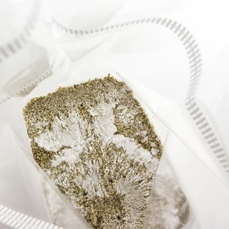 Paddo Grow Kit Fresh Mushrooms 'B+'