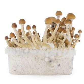 Paddo Grow Kit Fresh Mushrooms 'McKennaii'