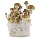 Paddo Grow Kit Fresh Mushrooms 'McKennaii'