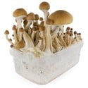 Paddo Grow Kit Fresh Mushrooms 'McKennaii'