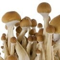 Paddo Grow Kit Fresh Mushrooms 'McKennaii'