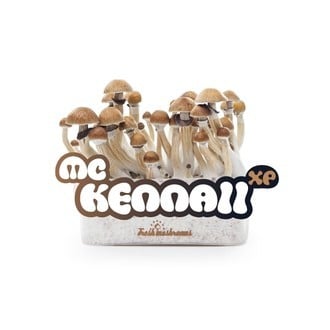 Paddo Grow Kit Fresh Mushrooms 'McKennaii'