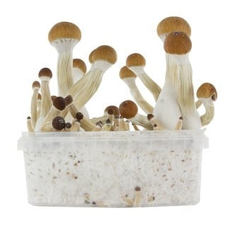 Paddo Grow Kit Fresh Mushrooms 'Golden Teacher'