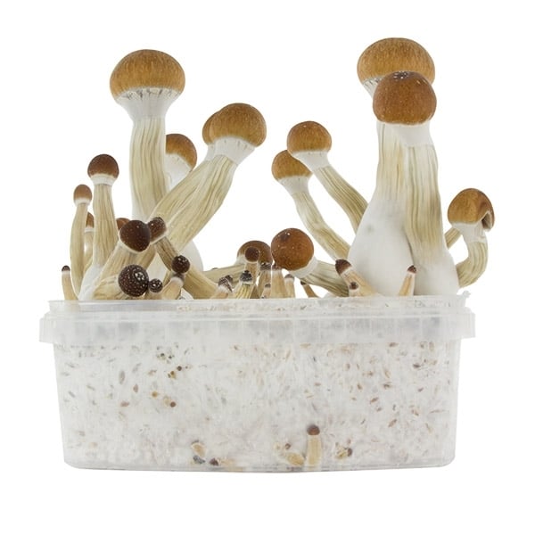 Paddo Grow Kit Zamnesia SUPREME 'Golden Teacher'