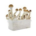 Paddo Grow Kit Fresh Mushrooms 'Golden Teacher'