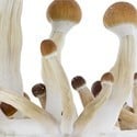 Paddo Grow Kit Fresh Mushrooms 'Golden Teacher'