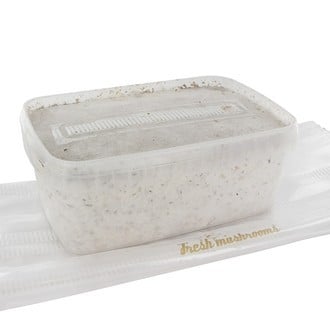 Paddo Grow Kit Fresh Mushrooms 'Golden Teacher'