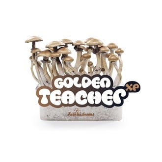 Paddo Grow Kit Fresh Mushrooms 'Golden Teacher'