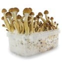 Paddo Grow Kit Fresh Mushrooms 'Ecuador'