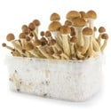 Paddo Grow Kit Fresh Mushrooms 'Ecuador'