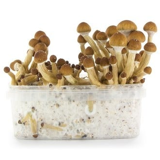 Paddo Grow Kit Fresh Mushrooms 'Ecuador'