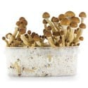 Paddo Grow Kit Fresh Mushrooms 'Ecuador'