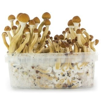 Paddo Grow Kit Fresh Mushrooms 'Ecuador'