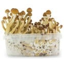 Paddo Grow Kit Fresh Mushrooms 'Ecuador'