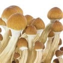 Paddo Grow Kit Fresh Mushrooms 'Ecuador'