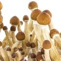 Paddo Grow Kit Fresh Mushrooms 'Ecuador'