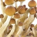 Paddo Grow Kit Fresh Mushrooms 'Ecuador'