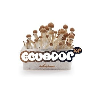 Paddo Grow Kit Fresh Mushrooms 'Ecuador'